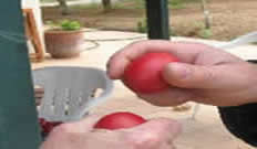 Which egg will crack?